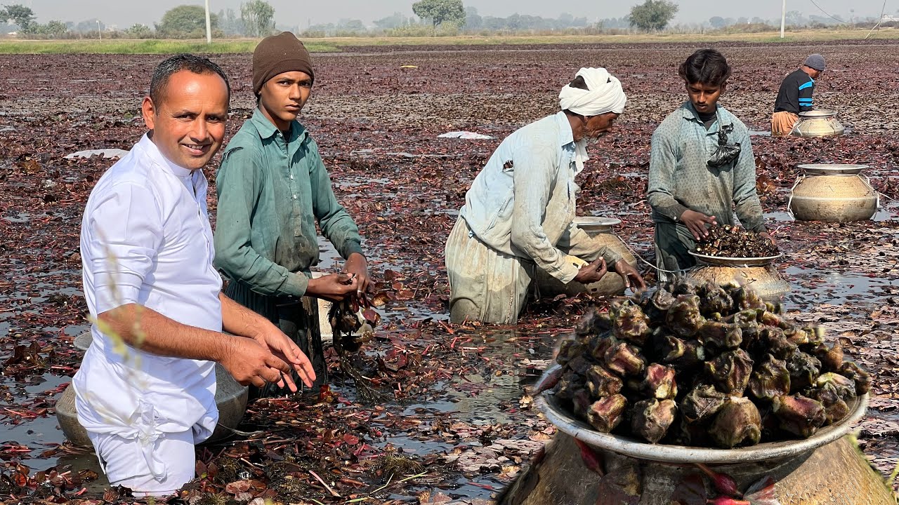 Water Chestnuts Harvesting | Sanghara Recipe | Water Chestnut Cooking Method | Village Food Secrets