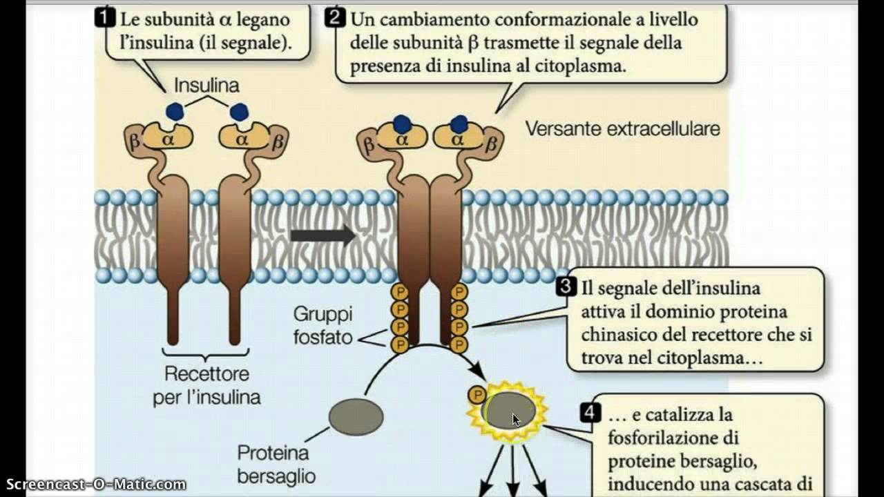 endocrino 1