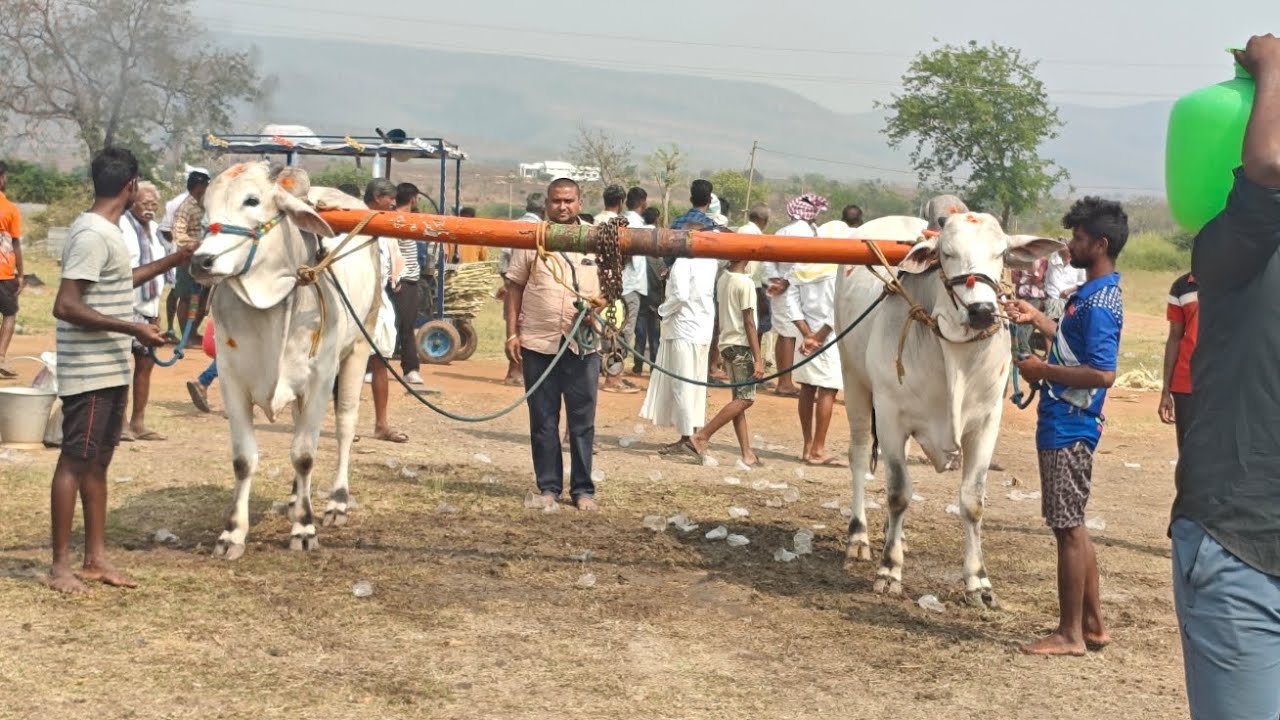 పెద్దవంగలి 4పల్ల విభాగంలో,11వ జత,DCSR  బుల్స్,పెద్ద జత