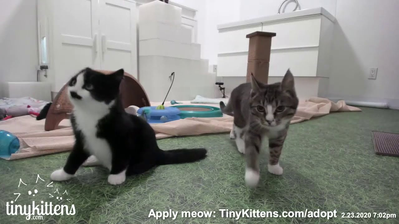 Ivan demands his dinner!  TinyKittens.com #Goatrage