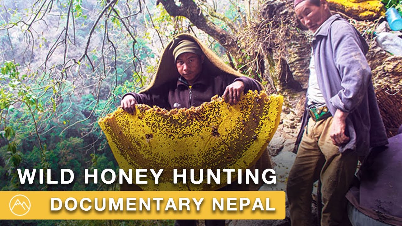The Honey Hunters of Nepal | Himalayan Wild Honey | Documentary Film