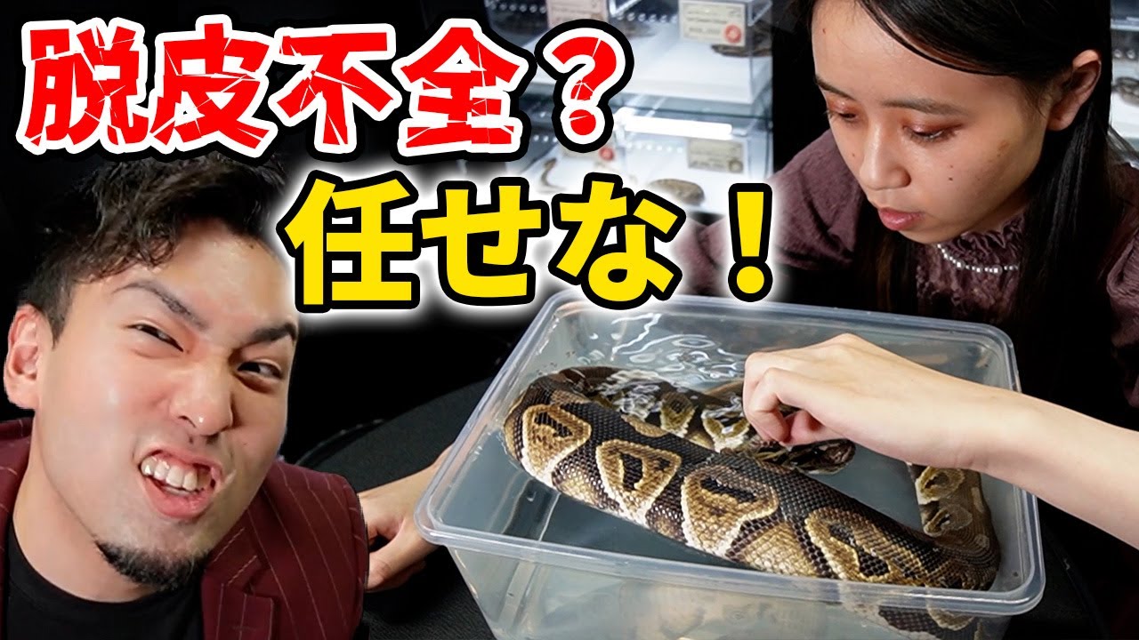 ボールパイソンが脱皮を失敗する理由について【脱皮不全】