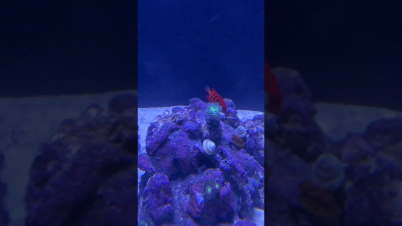 I added a flame angelfish to the 40g #fish #reeftank #reeftank #reef