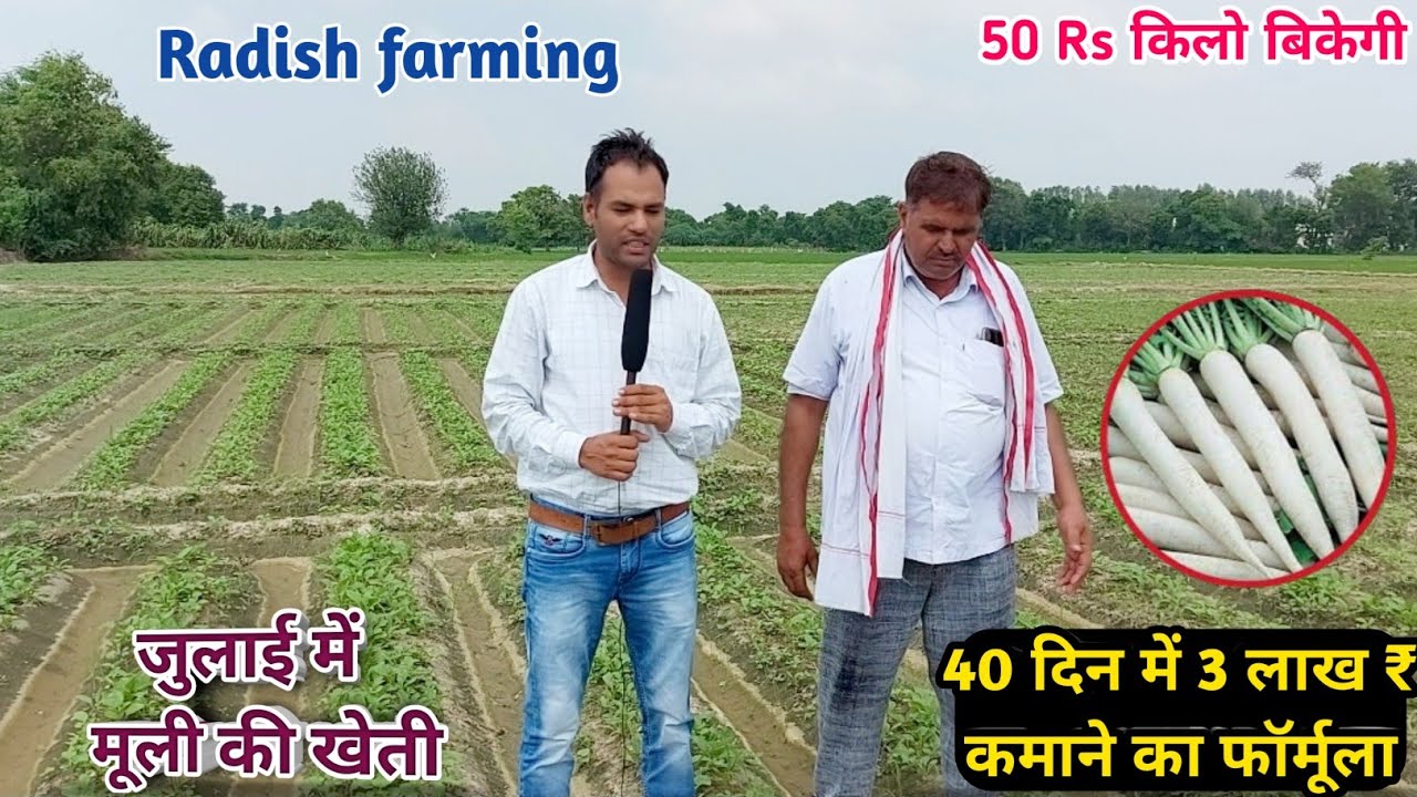 इजरायल विधि से मूली की खेती🔝खर्च मात्र 6000 & कमाई 3 लाख₹/एकड़👍Earn money from radish 📲 9813900312