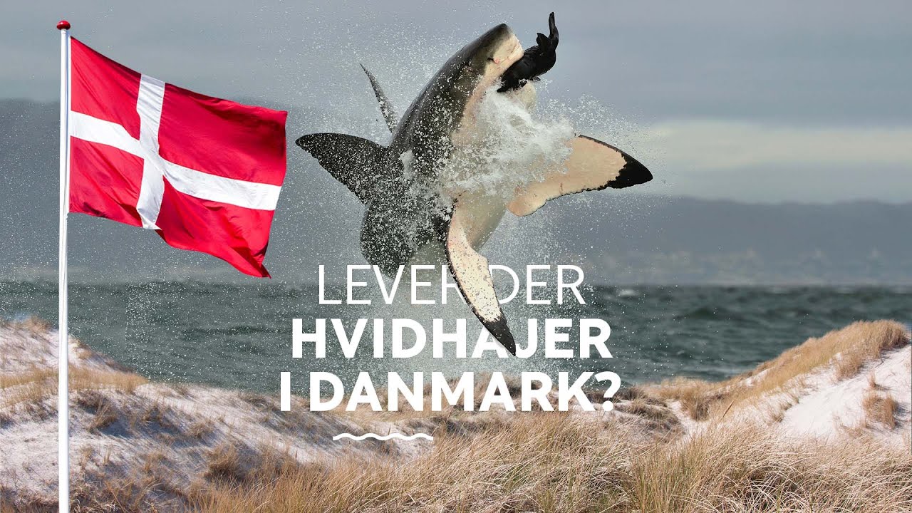 Lever der hvidhajer i Danmark? │Hajer i danske farvande
