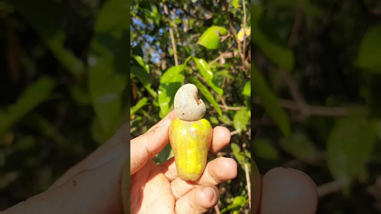 Cashew nut|fruit harvesting
