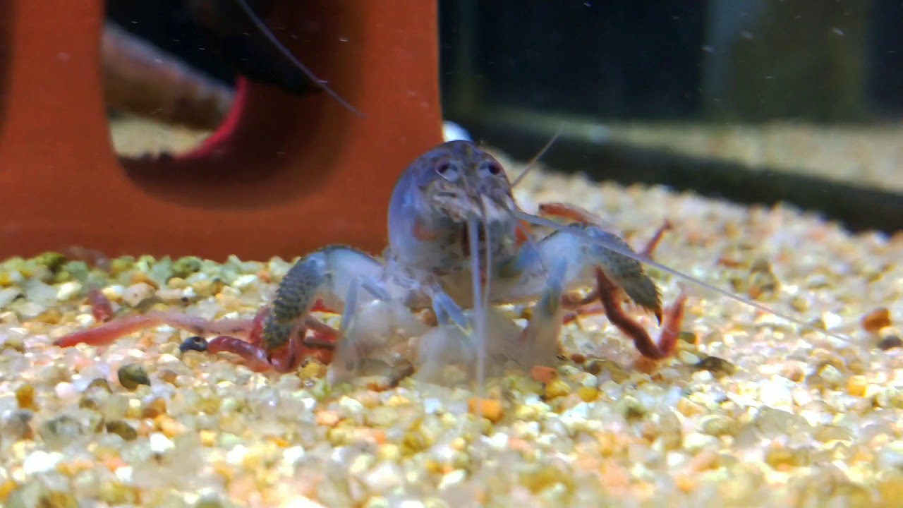 Vampire shrimp (Atya gabonensis)