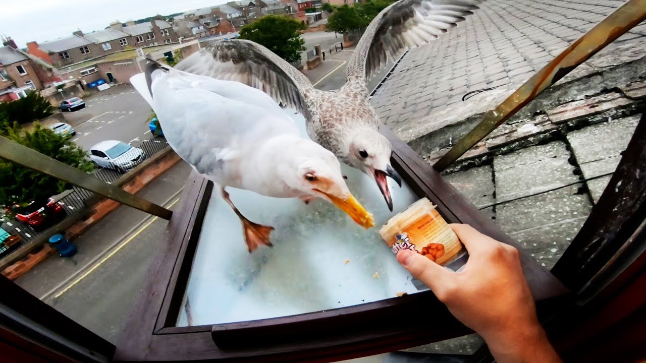 My Pet Seagulls Baby Jumped Onto The Window!!