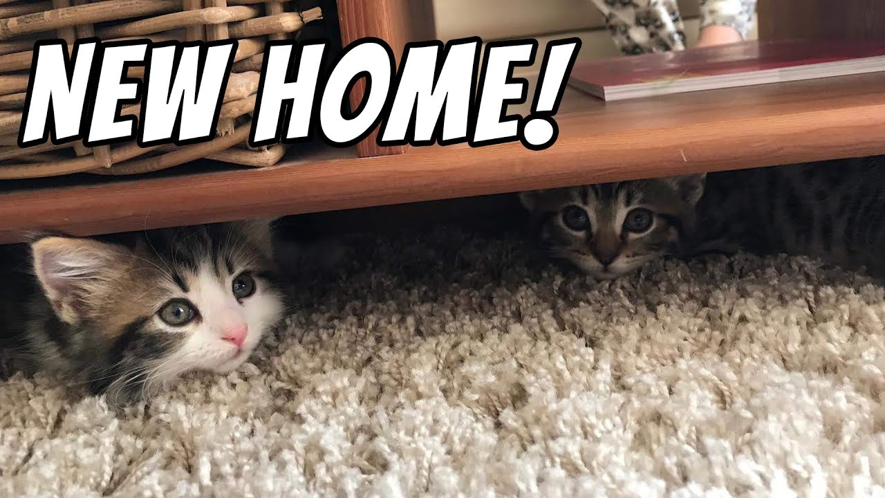 Kittens settle in new home | Kittens' first week