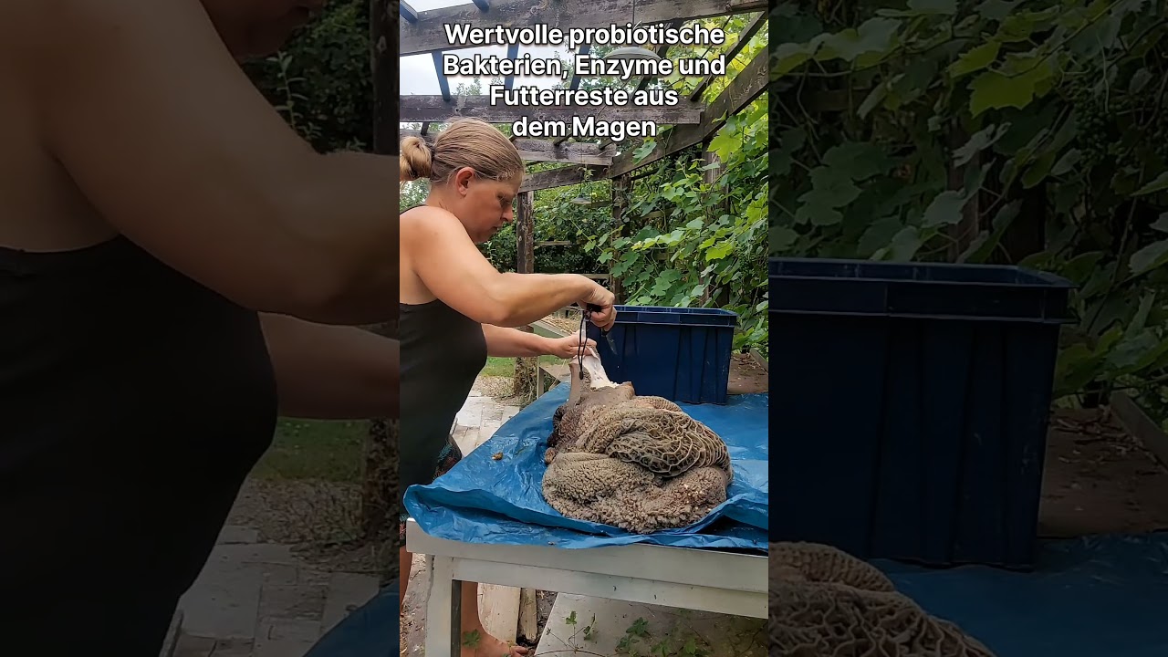 🐶 Pansen und Bl&auml;ttermagen &ndash; warum meine Hunde das bekommen.