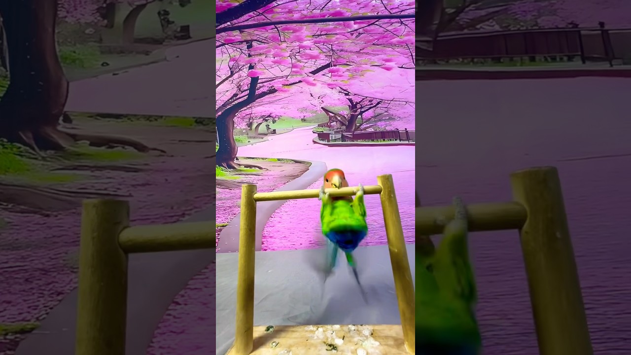 Bird Training:smart lovebird parrot l smart little cute parrot  #training#smartparrot#cute