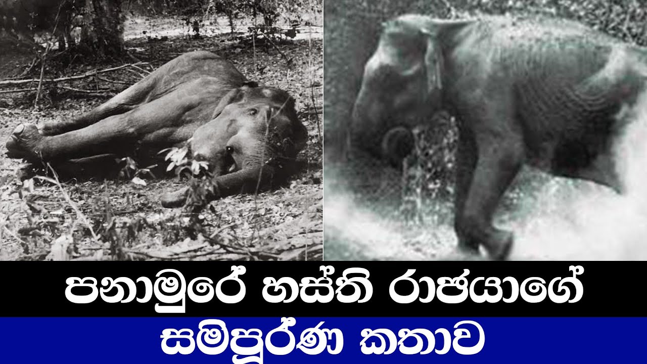 පනාමුරේ හස්ති රාජයාගේ සමිපූර්ණ කතාව - full story of panamure ath raja