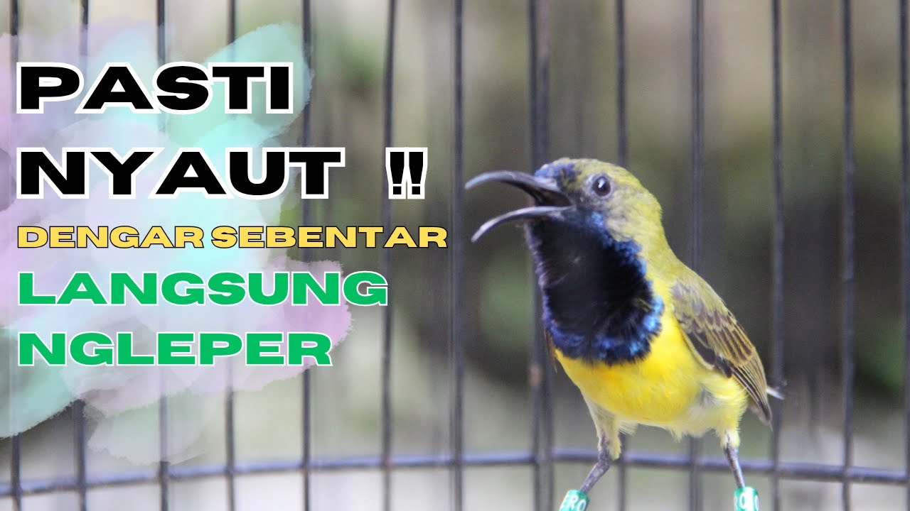 SUARA SOGON GACOR UNTUK PANCINGAN SOGON TROTOL BUNYI SEMAKIN RAJIN part 190