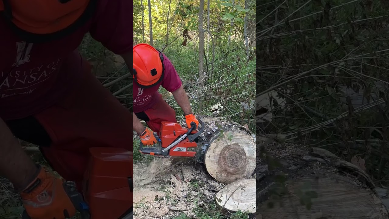 NEOTEC NH895 Making an Elm Cookie #chainsaw #firewood #hyway