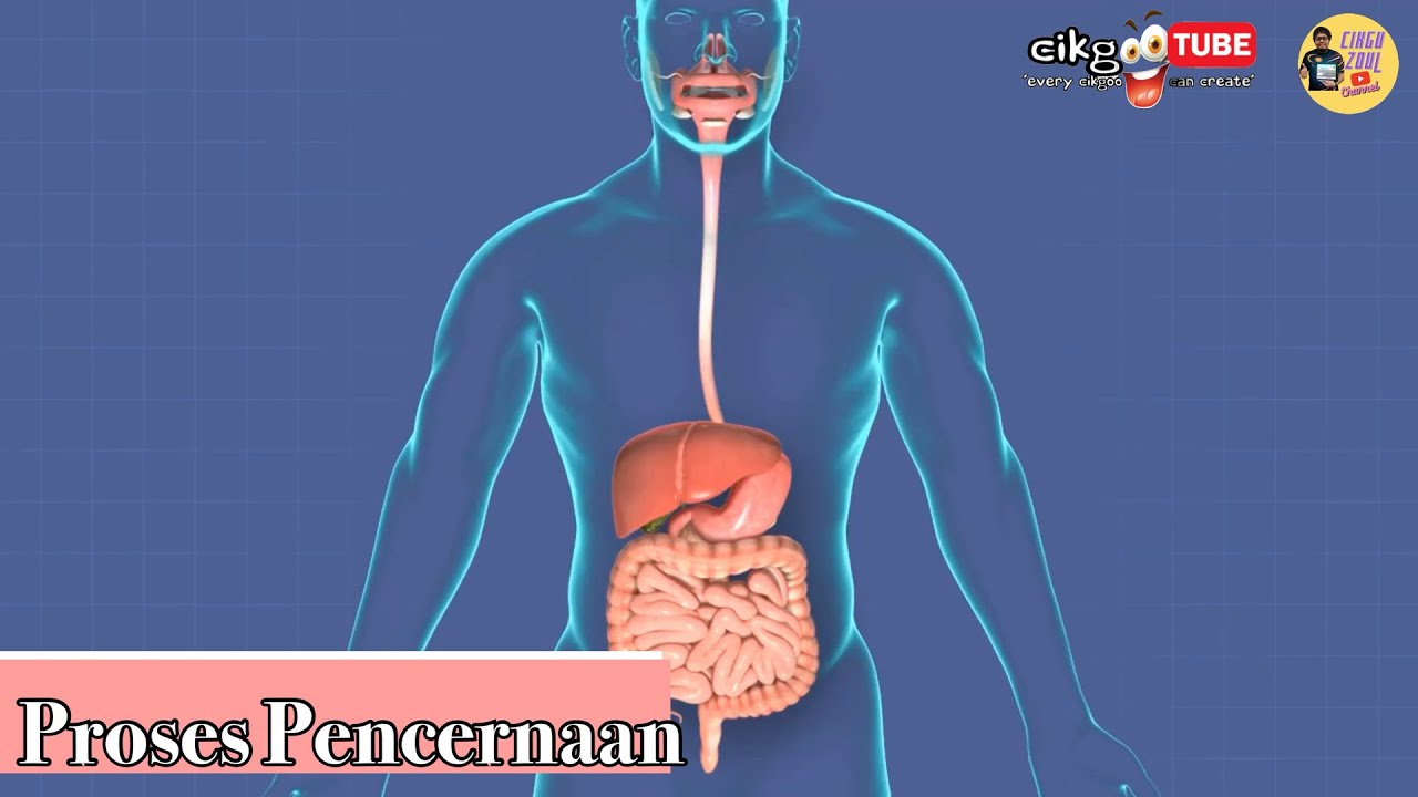 Sains Tahun 3: Proses Pencernaan