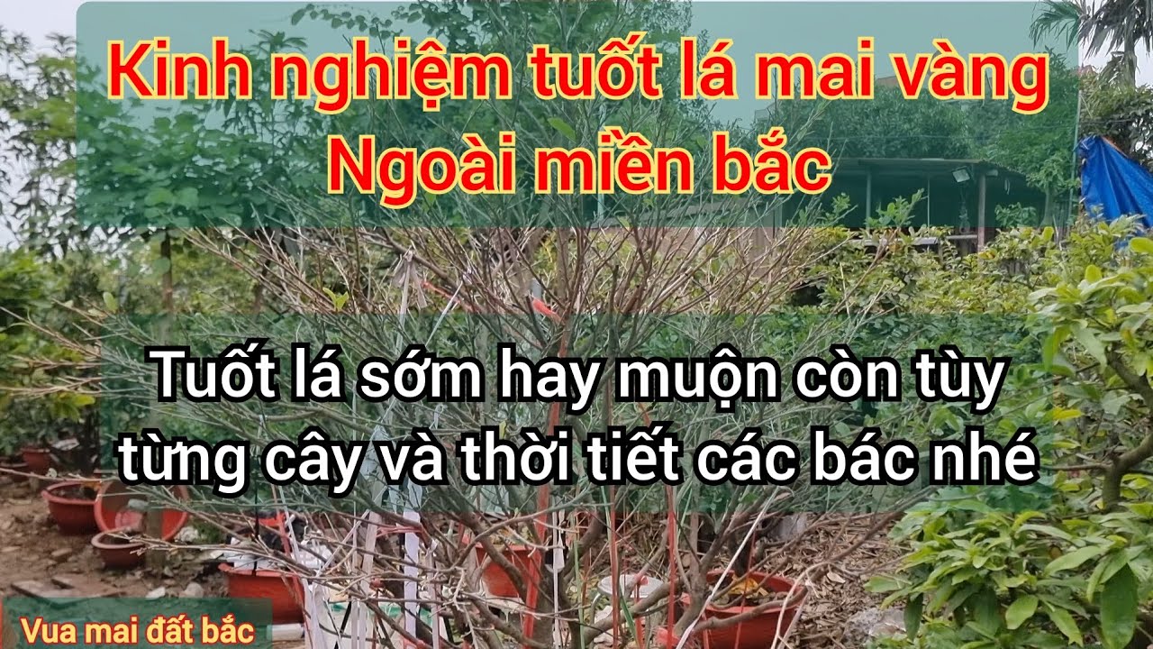 Kinh nghiệm tuốt lá mai vàng ngoài miền bắc xem ngay để có những cây mai đẹp chơi tết