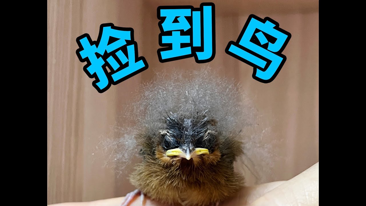 天哪，捡到一只几天大的小鸟，这要怎么养啊