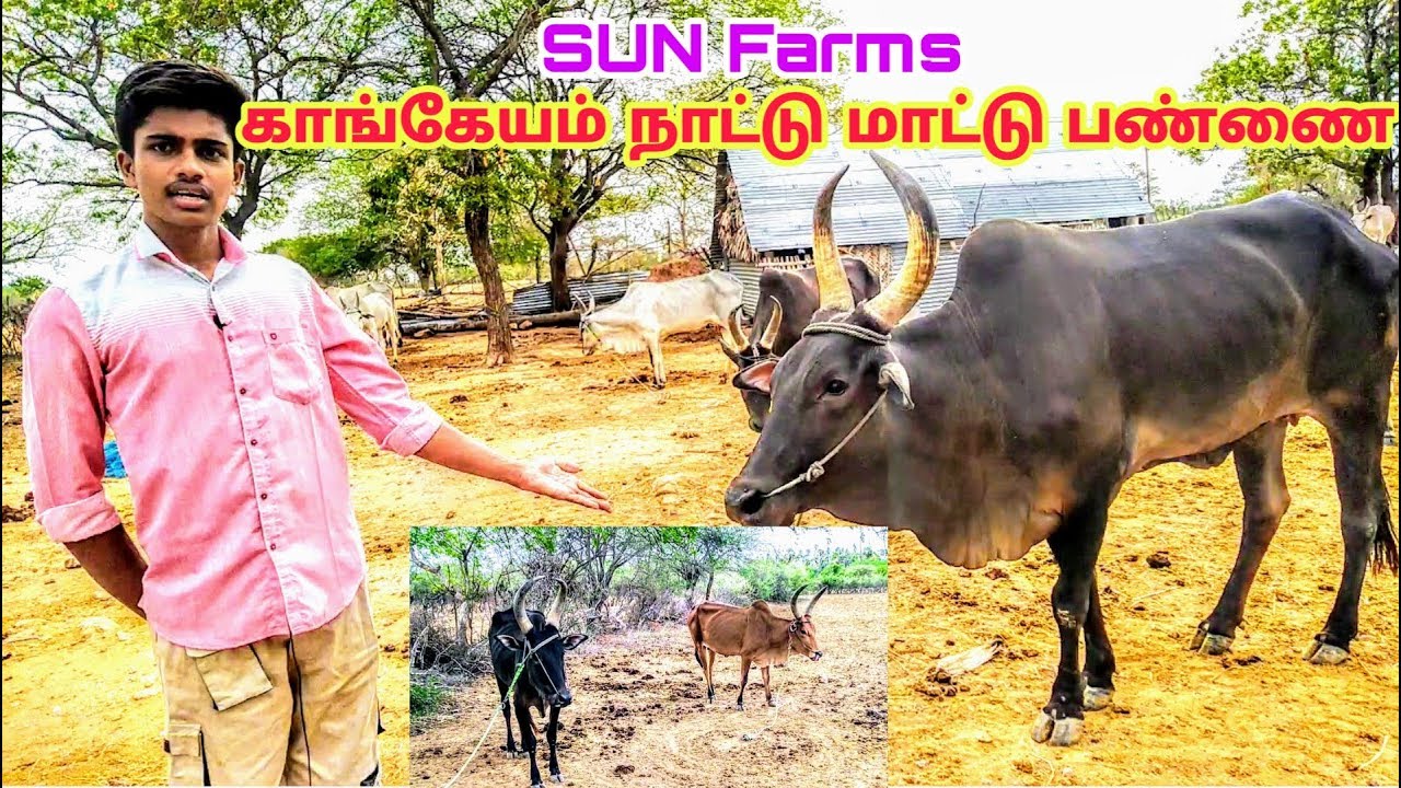 பெருங்கூட்டு காங்கேயம் நாட்டு மாட்டு பண்ணை Sun Farms/மேய்ச்சல் முறையில் காங்கேயம் மாடு வளர்ப்பு