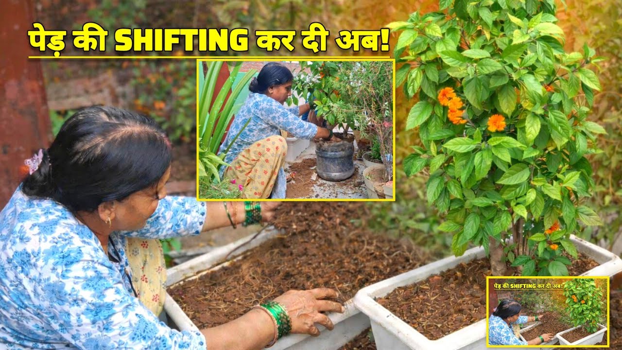 बड़े पेड़ को Shift किया आज ! | पेड़ बहुत बड़ा हो गया गमला बदलना पड़ा! | Maya Devi Pahadi | #pahadi