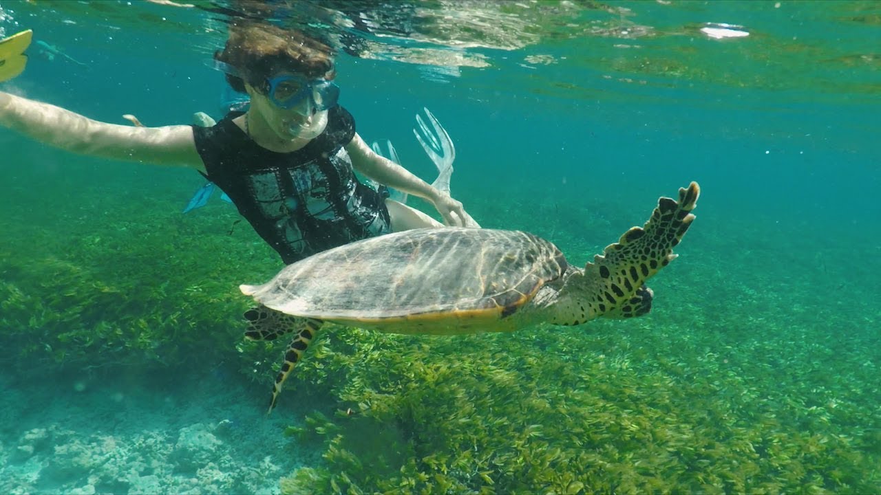 Snorkelling in the Seychelles