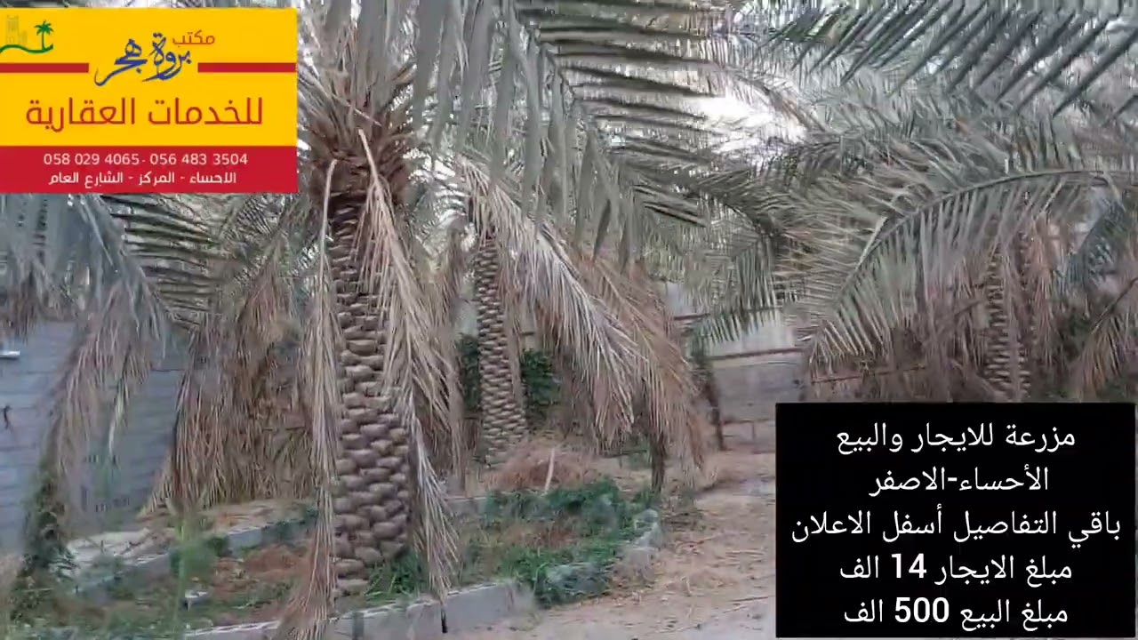 مزرعة للبيع-الأحساء-الاصفر-مساحة 1500