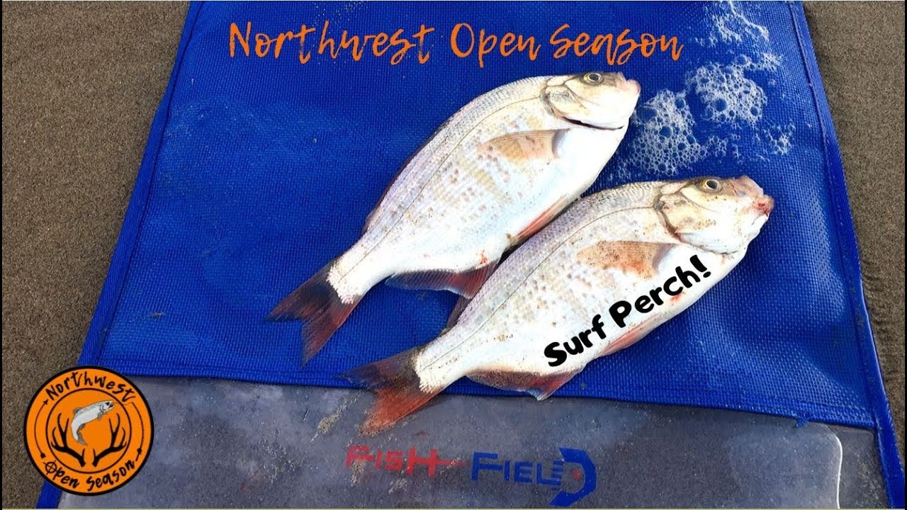 Surf Perch Fishing the Oregon Coast + Tips and How To