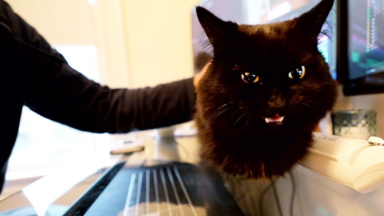 【しゃべる猫】猫が落ち込んでいるので励ましたら意外な反応だった【しおちゃん】