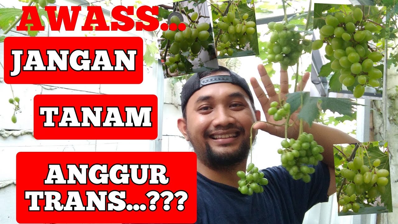 ANGGUR TRANS || AWAS.. JANGAN TANAM ANGGUR TRANS...???