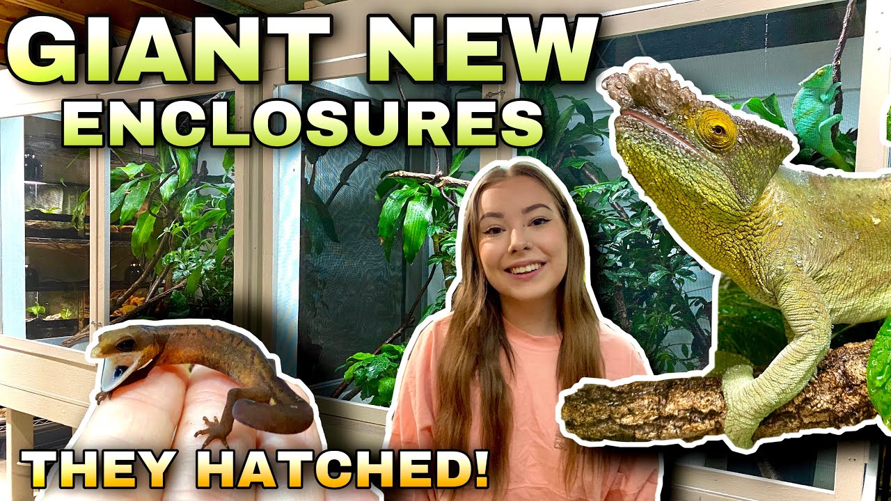 My Cat Gecko Eggs HATCHED! + GIANT New Chameleon Enclosures (Vlog)