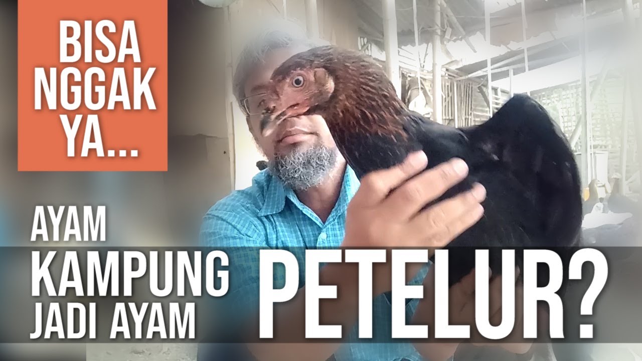 Bisa Nggak Sih Ayam Kampung Jadi Seperti Ayam Petelur Merah,  Setiap Hari bertelur ?