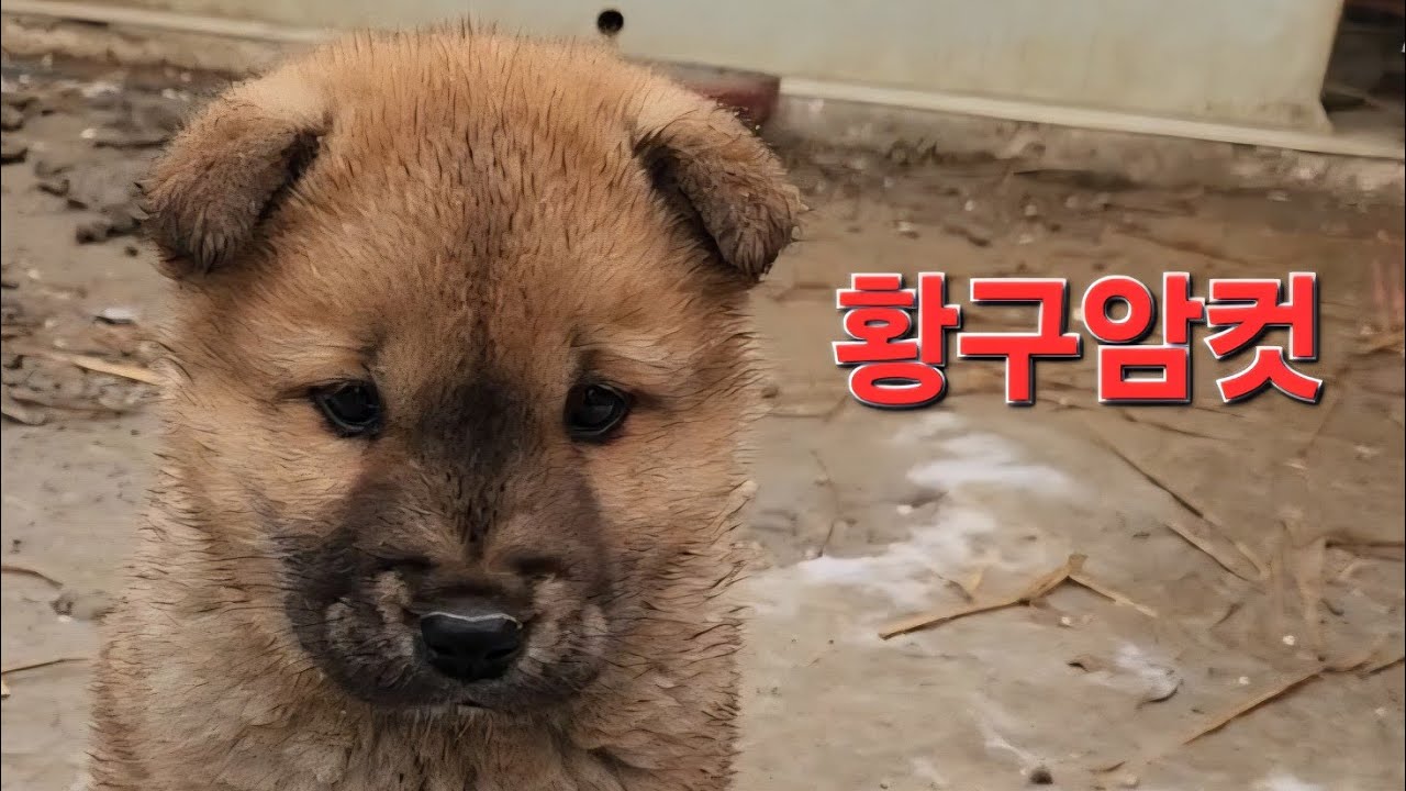 토종진돗개 황구암컷 