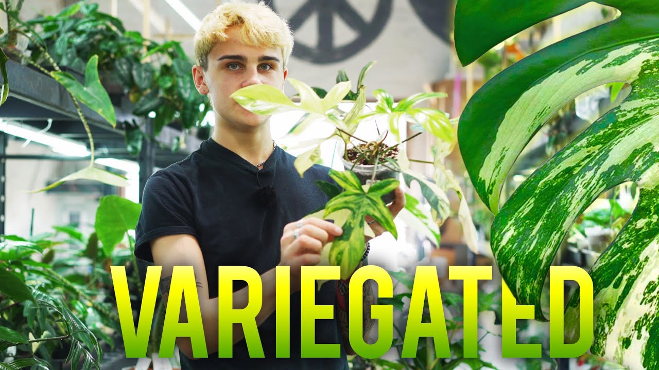 ALL Our RARE VARIEGATED Plants in ONE VIDEO!
