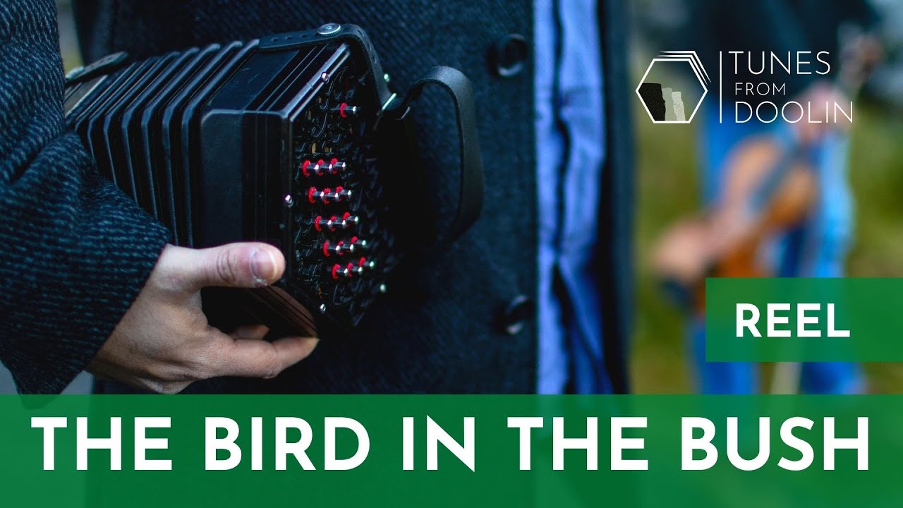 THE BIRD IN THE BUSH (Reel) | Irish Music Tunes on Concertina 🎵☘️