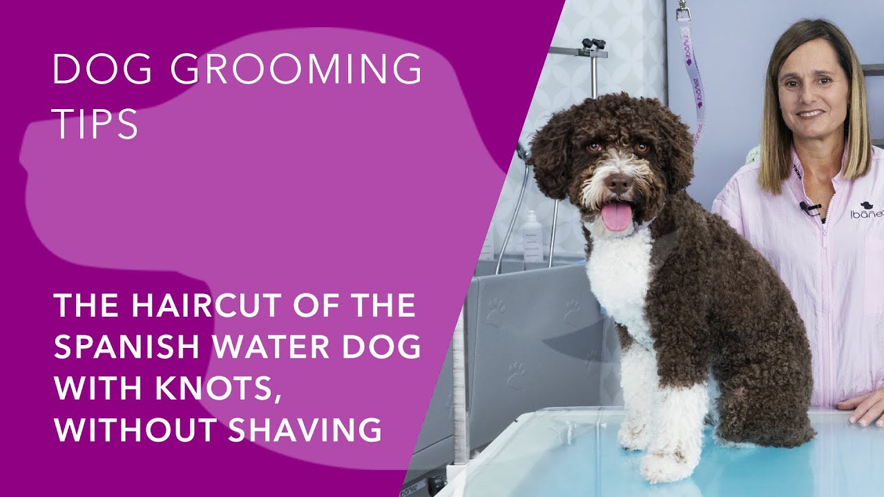 THE HAIRCUT OF THE SPANISH WATER DOG WITH KNOTS, WITHOUT SHAVING.