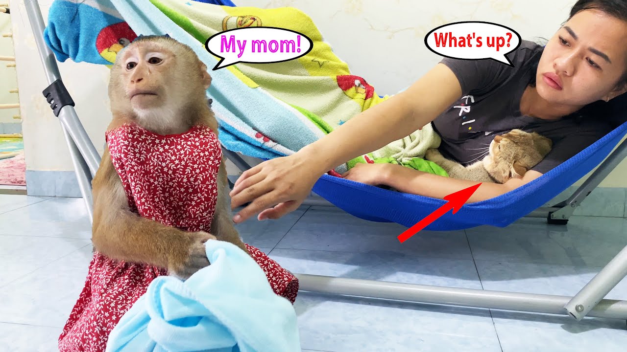 Monkey Lyly is jealous because she wants her mother to hug her to sleep like Tommy the cat