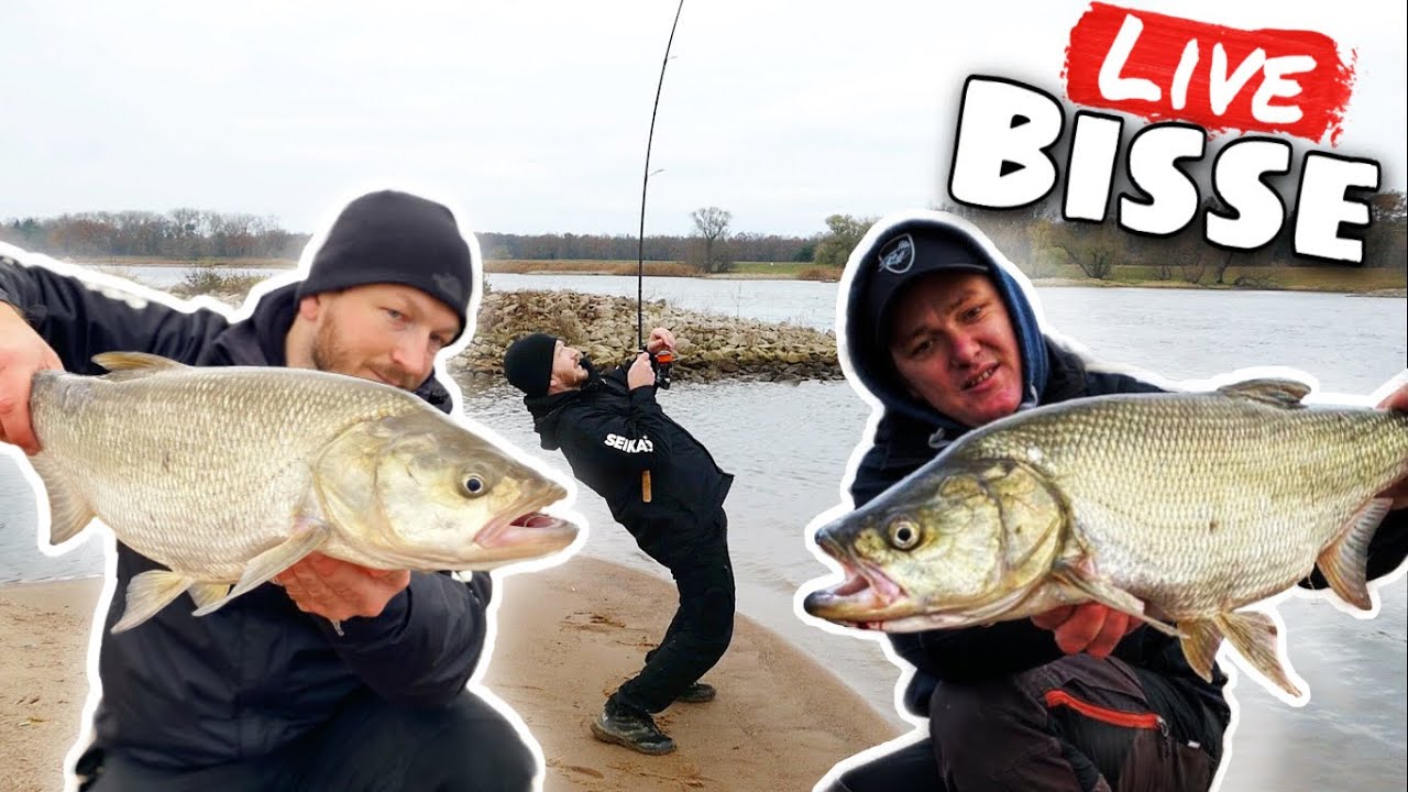 Rapfen hassen uns für diesen TIPP. Rapfen angeln EXTREM (Aspius fishing)
