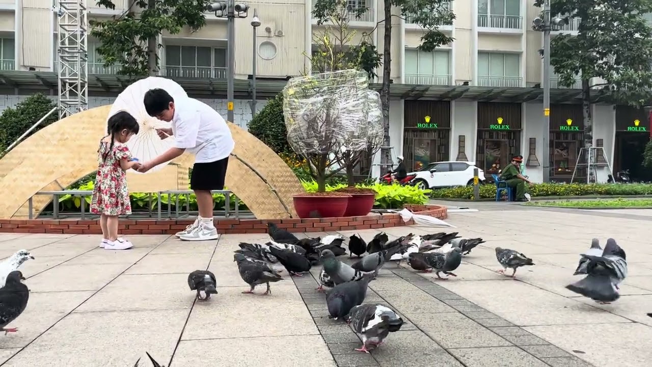 Cho chim bồ cây ăn..