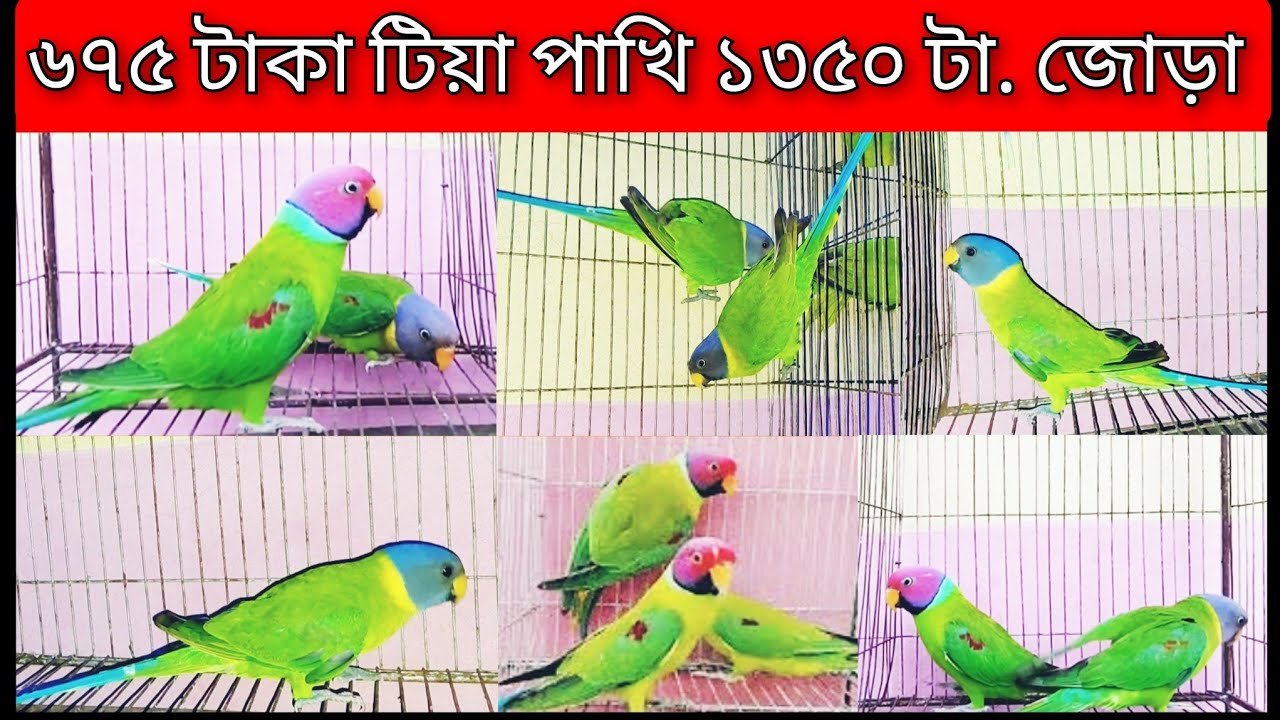 হীরামন টিয়া পাখির দাম || Hiramon tiya pakhir dam || Ringneck parrot market in Bangladesh