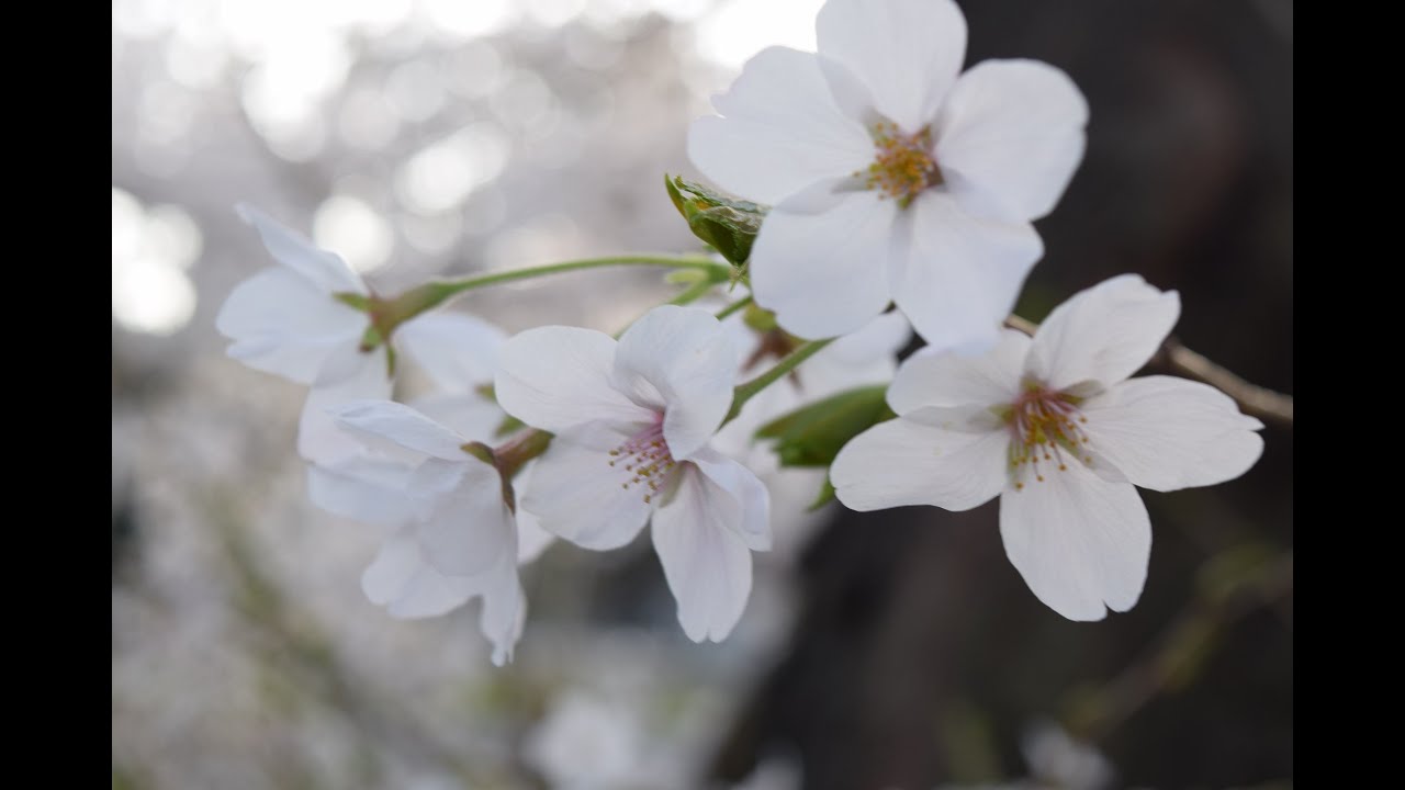 Cherry Blossom (Sakura) 2021 at Sendai, Miyagi:)