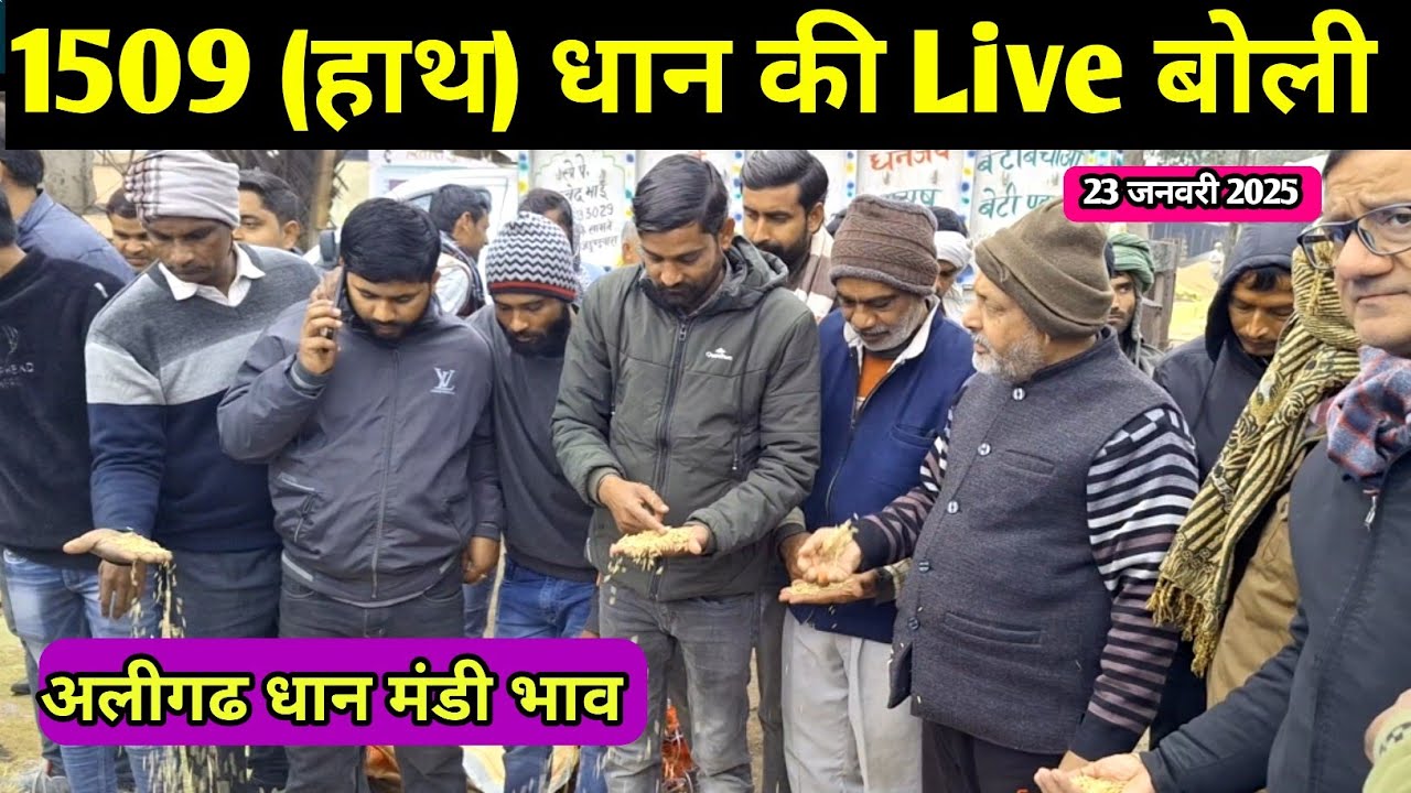 1509 ( हाथ) धान की Live बोली 🌾अलीगढ धान मंडी भाव | aligarh mandi bhav🌾1509 dhan ka bhav🌾1692 dhan