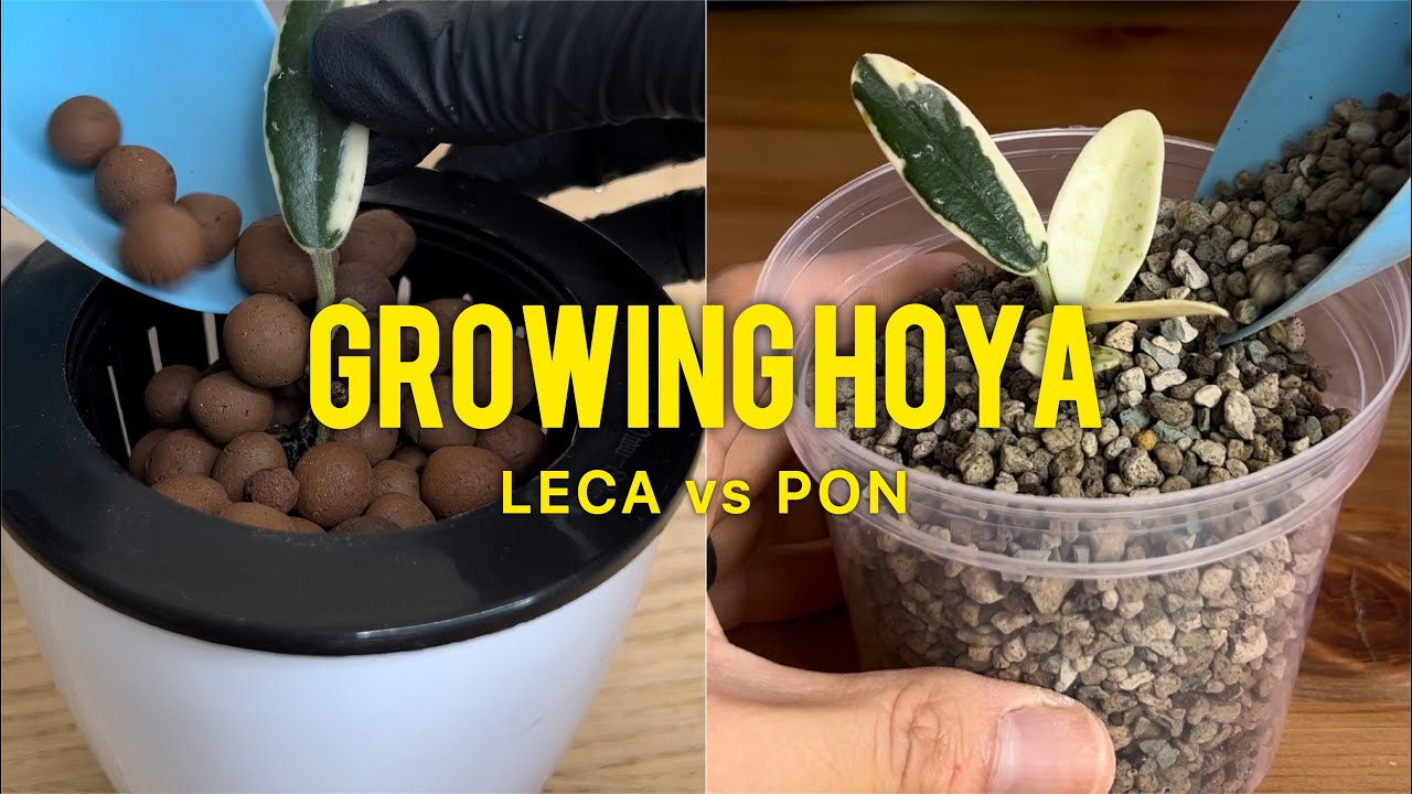 Growing Hoya (LECA versus PON)