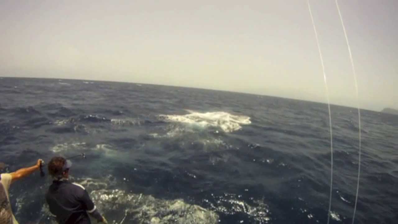 Big Blue Marlin - Cape Verde 2013