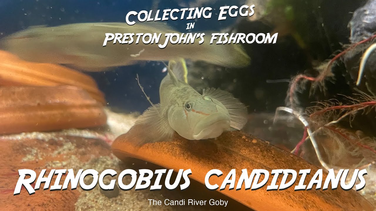 Collecting Eggs   Rhinogobius candidianus