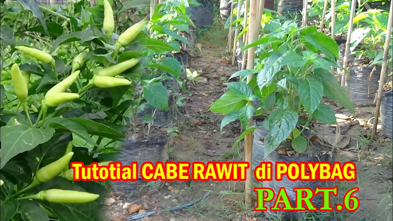 Tutorial Tani Menanam CABE RAWIT Di Polybag  ( PENCEGAHAN PENYAKIT )     PART. 6