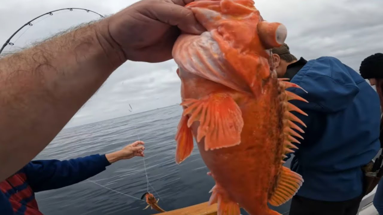 FISHING IN A TANGLE! San Diego, Fishing Charter ! On the vessel the Seaforth!