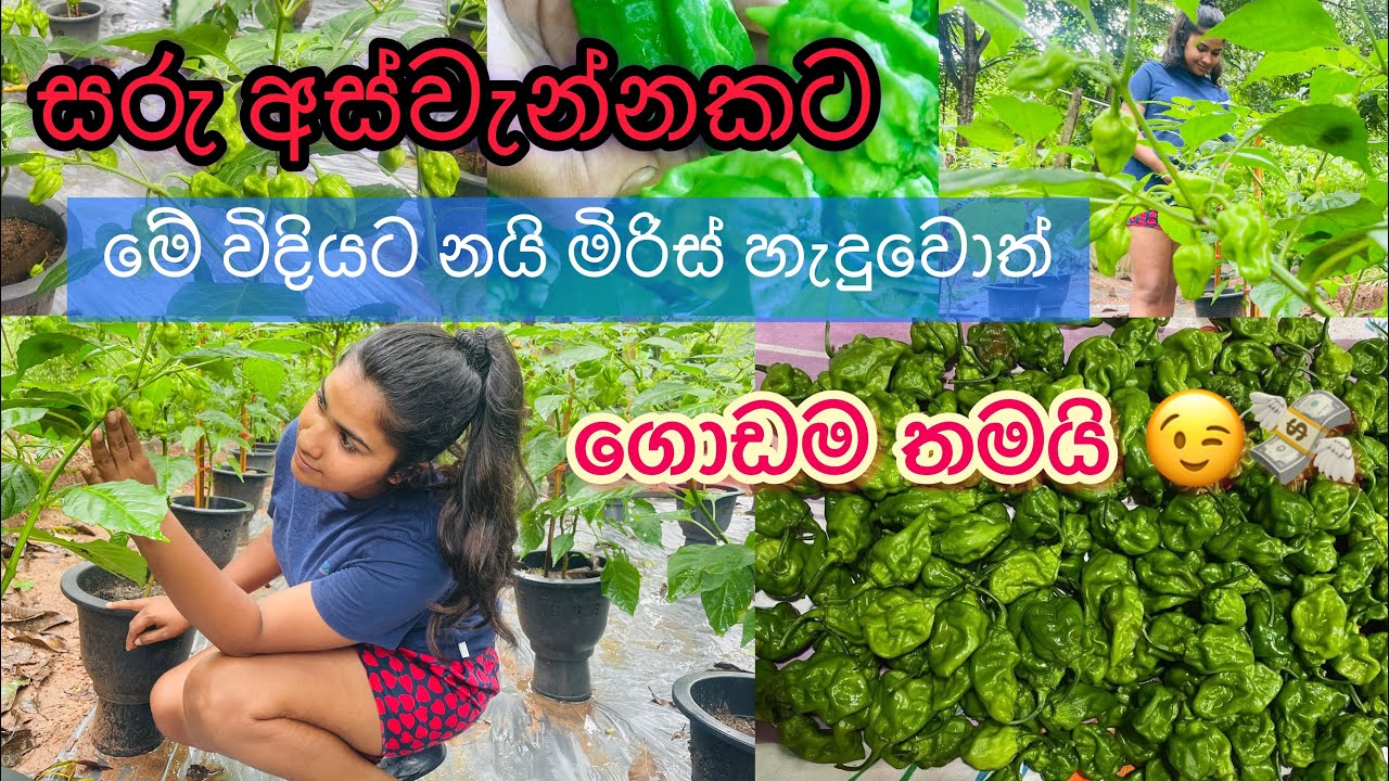 මේ විදිහට නයි මිරිස් හැදුවොත් රෝග වැලදීම බොහෝ දුරට අඩු වෙයි