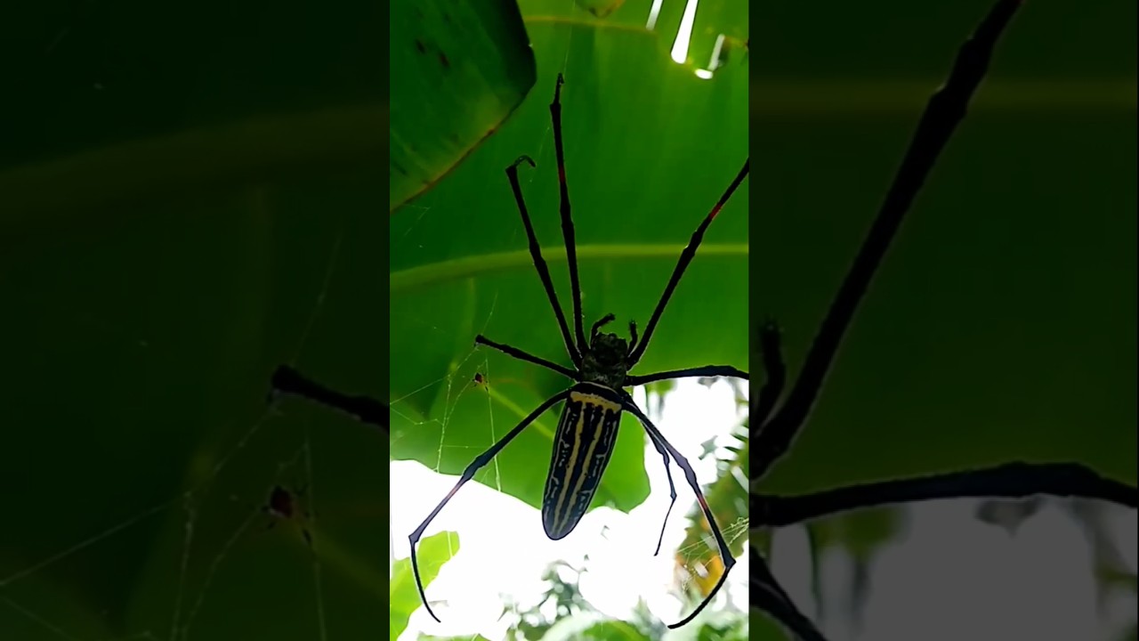 Higanting gagambang kuryente #spidersoftheworld #spiderseason #insects #gagamba#damang #highlights