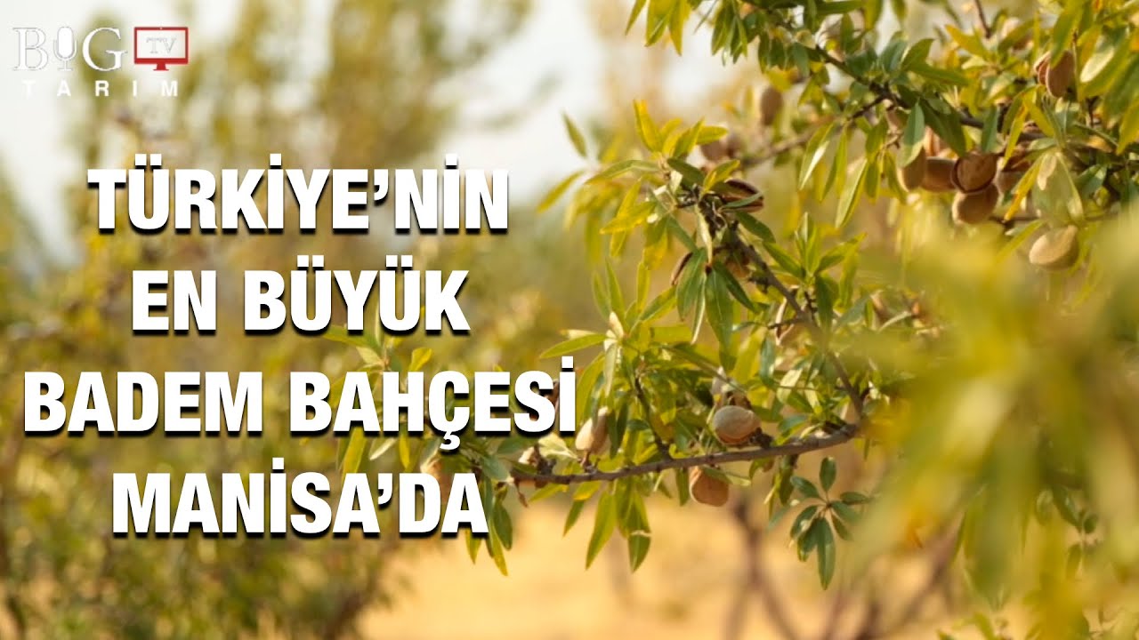 MANİSA'DA TÜRKİYE'NİN EN BÜYÜK BADEM BAHCESİNDE HASAT ZAMANI...