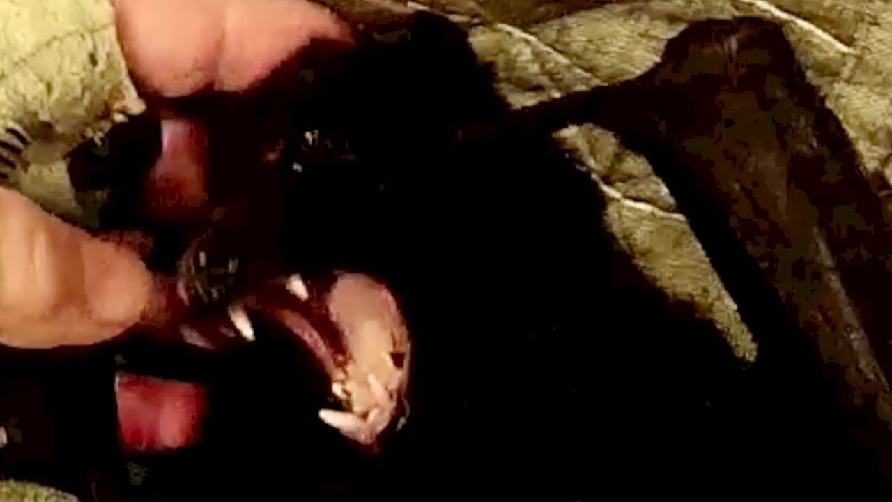 Juvenile flying-fox in care, day 2 evening:  this is Blackberry