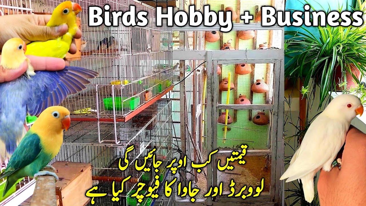 Kya Love bird is Saal Breed Karwana Chahiye || Love Birds Future in Breeding Season 2024-25